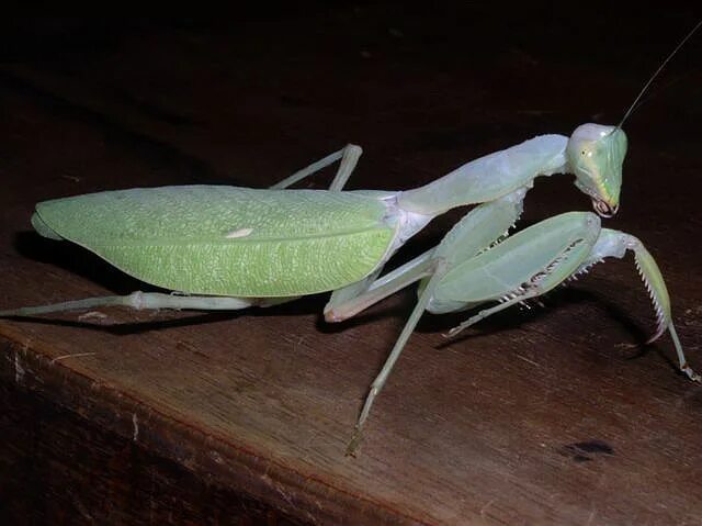 Приспособленность богомола. Богомол альбинос. Sphodromantis lineola. Африканский богомол lineola. Мраморный богомол мадагаскарский.