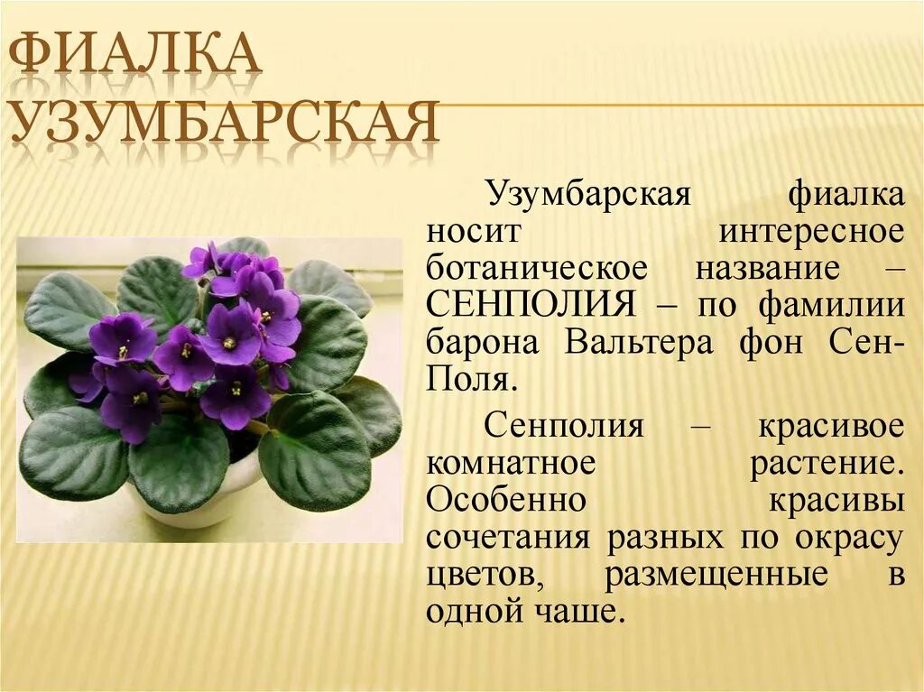 Фиалка комнатная значение цветка. Сенполия (узумбарская фиалка). фиалка узумбарская пинк. каланхоэ фиалка.