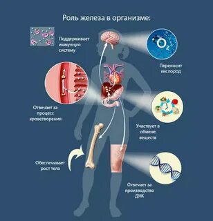 Культур в организме тем