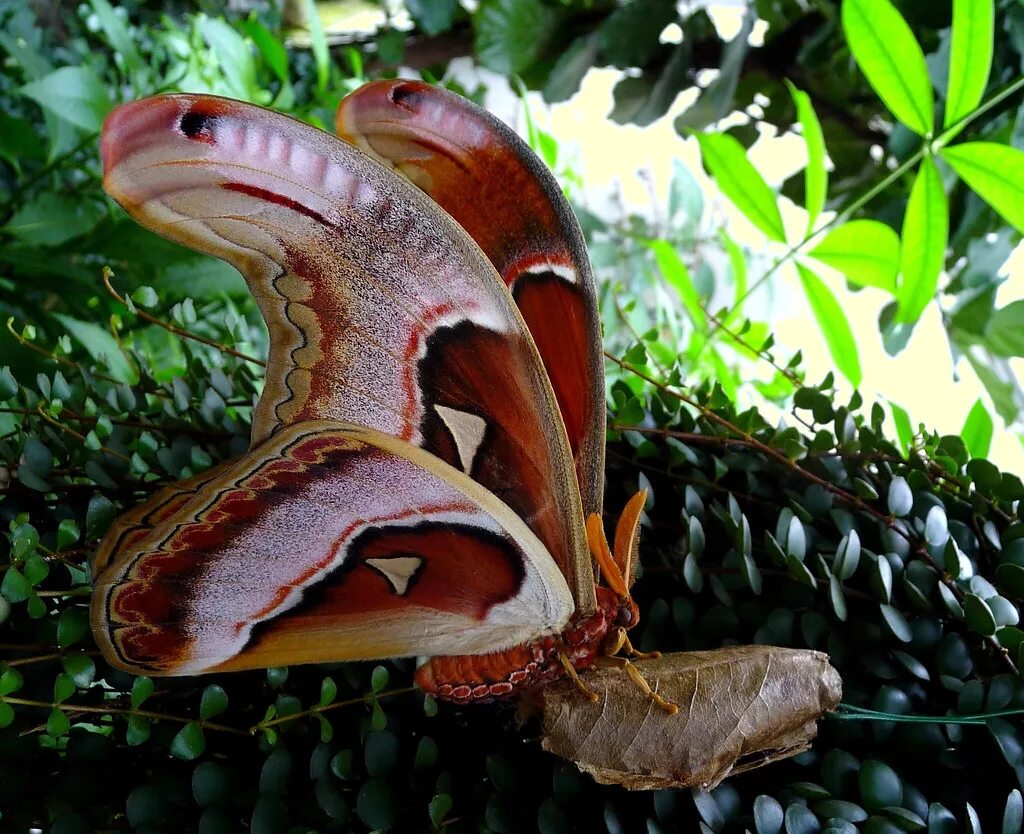 Павлиноглазка атлас. Павлиноглазка атлас attacus atlas. attacus atlas бабочка. бабочка павлиноглазка атлас. князь тьмы (павлиноглазка атлас).