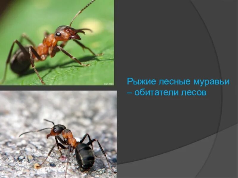 Доклад про муравьев. Проект про муравьев. Муравей 2 класс. Проект про муравьев. Информация о муравьях.