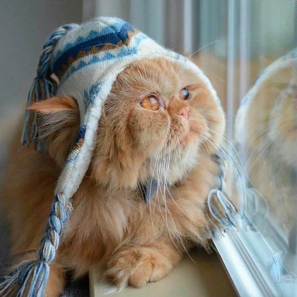 Скоро холодно. Bird born зима. Скоро зима юмор. Скоро холодно. Приколы про зиму.