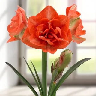 Amaryllis benito