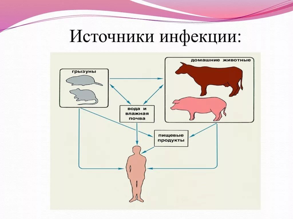 Инфекция лептоспироз. Источники инфекции. Источник инфекции животные. Лептоспироз источник инфекции. Лептоспироз источник заражения.