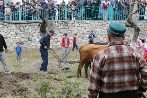 Погода могох гергебильском районе