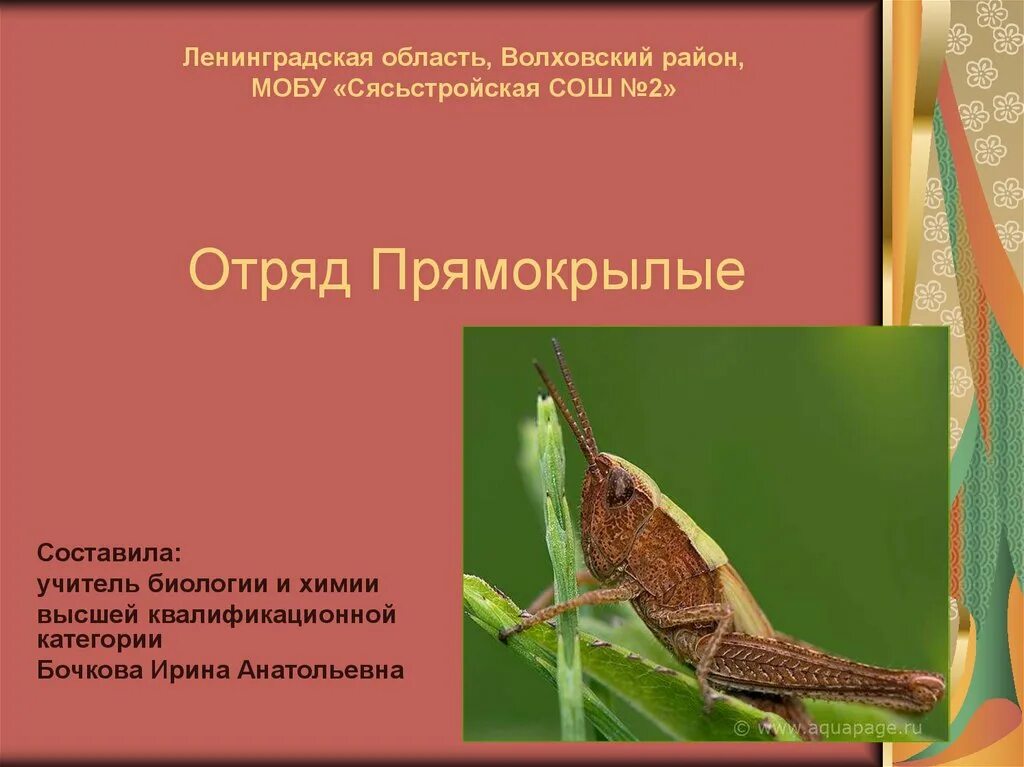 Таблица по биологии 8 класс прямокрылые Примеры прямокрылых