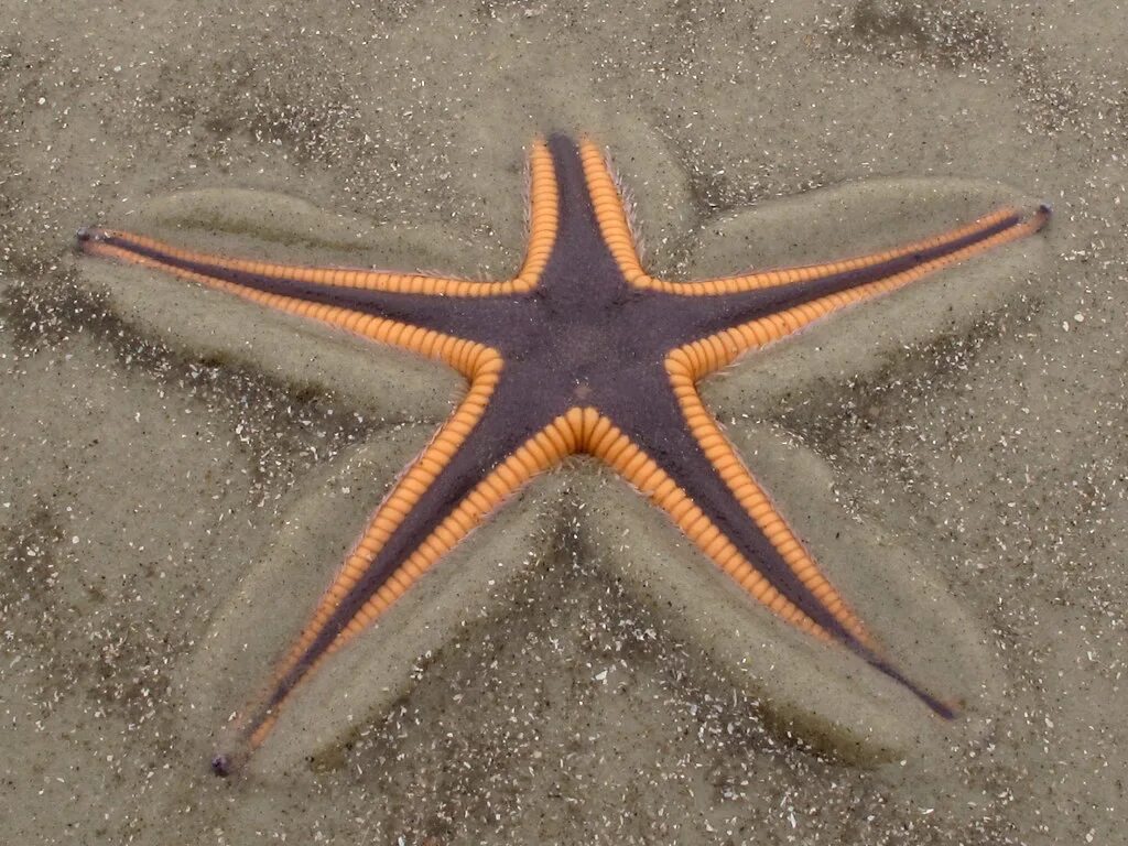 Звезда царский. Королевская морская звезда. Морская звезда Midgardia Xandaros.. Морская звезда бризингида. Четырехконечная морская звезда.