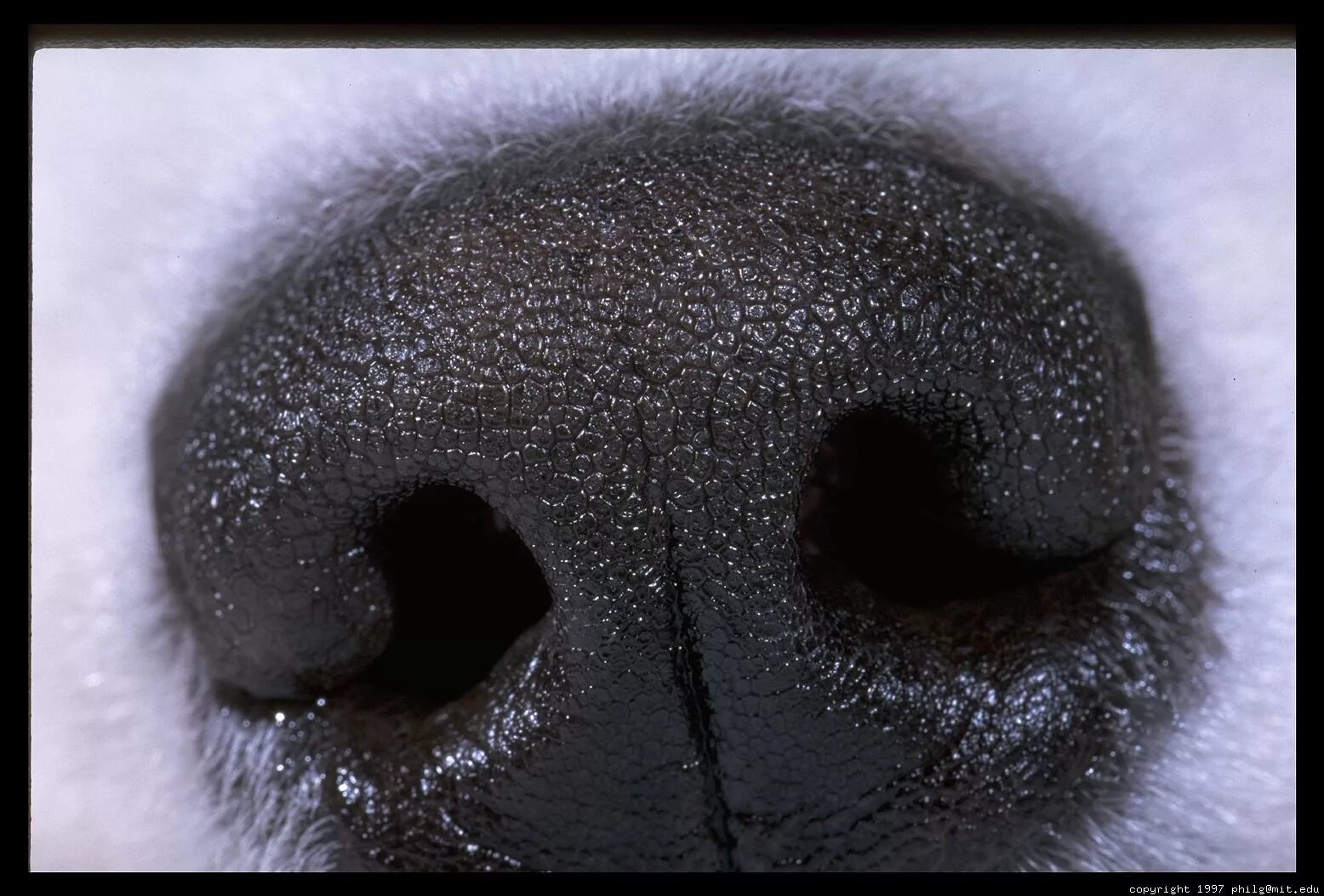 Грустный нос. Нос собаки. Нос медведя. Нос волка. Отпечаток носа собаки.