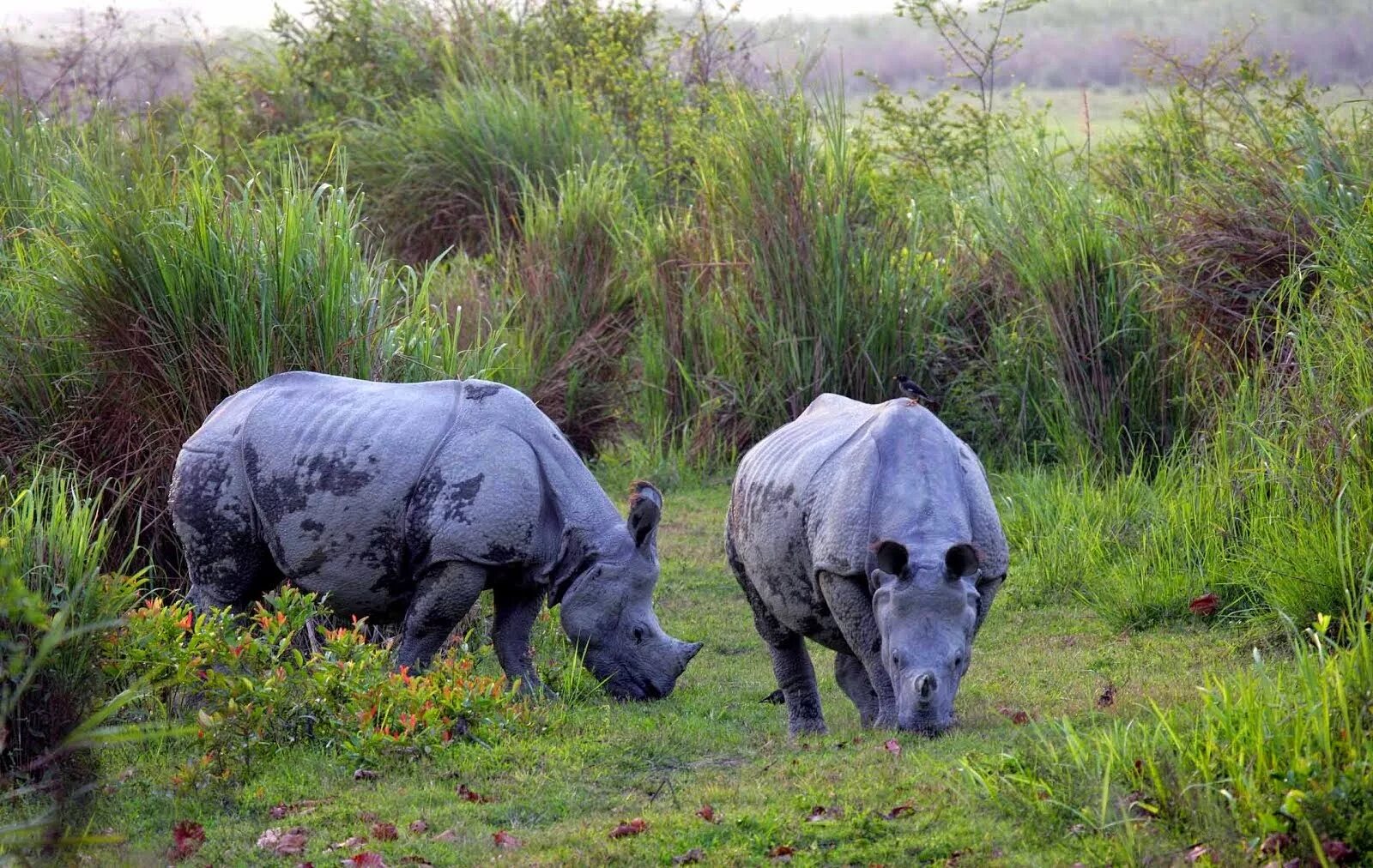 Индийский носорог. Носорог среда обитания. Носорог вид сбоку.