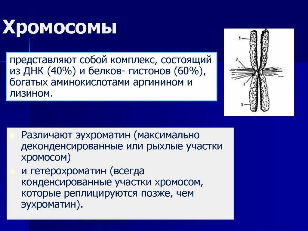 Участки хромосом. Гетерохроматиновые участки хромосом это. Эухроматиновые участки хромосом это. Гетерохроматиновые районы хромосом. Участки хромосом называют