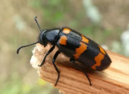 Жук нарывник. (Meloidae)