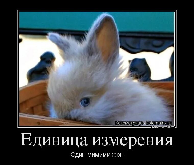 Зайка стесняется. Стесняющийся смайлик. Смешные обезьяны. Стикер умиление. Котик стесняется.