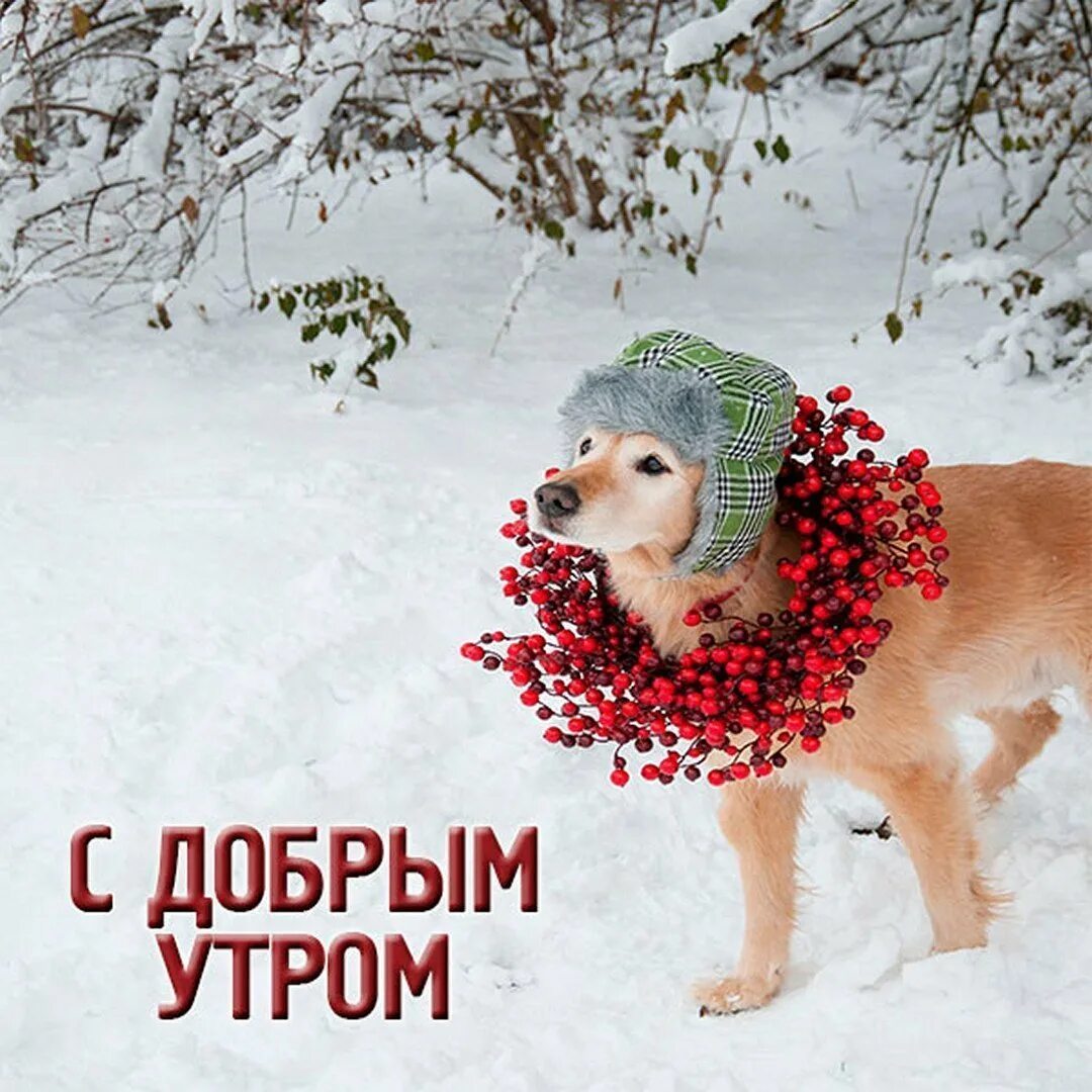 Доброе утро хорошего дня прикольные зима картинки. Доброе утро зима. доброе утро собаки зима. с добрым зимним утром. с добрым зимним утром прикольные.