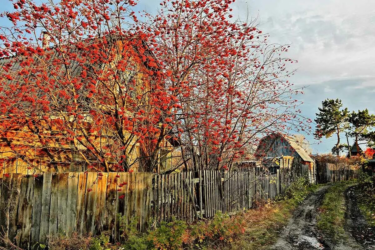 осень в деревне. бабье лето. осень октябрь. сдобрым осеннтм утром воскресенье. красивая осень березки.