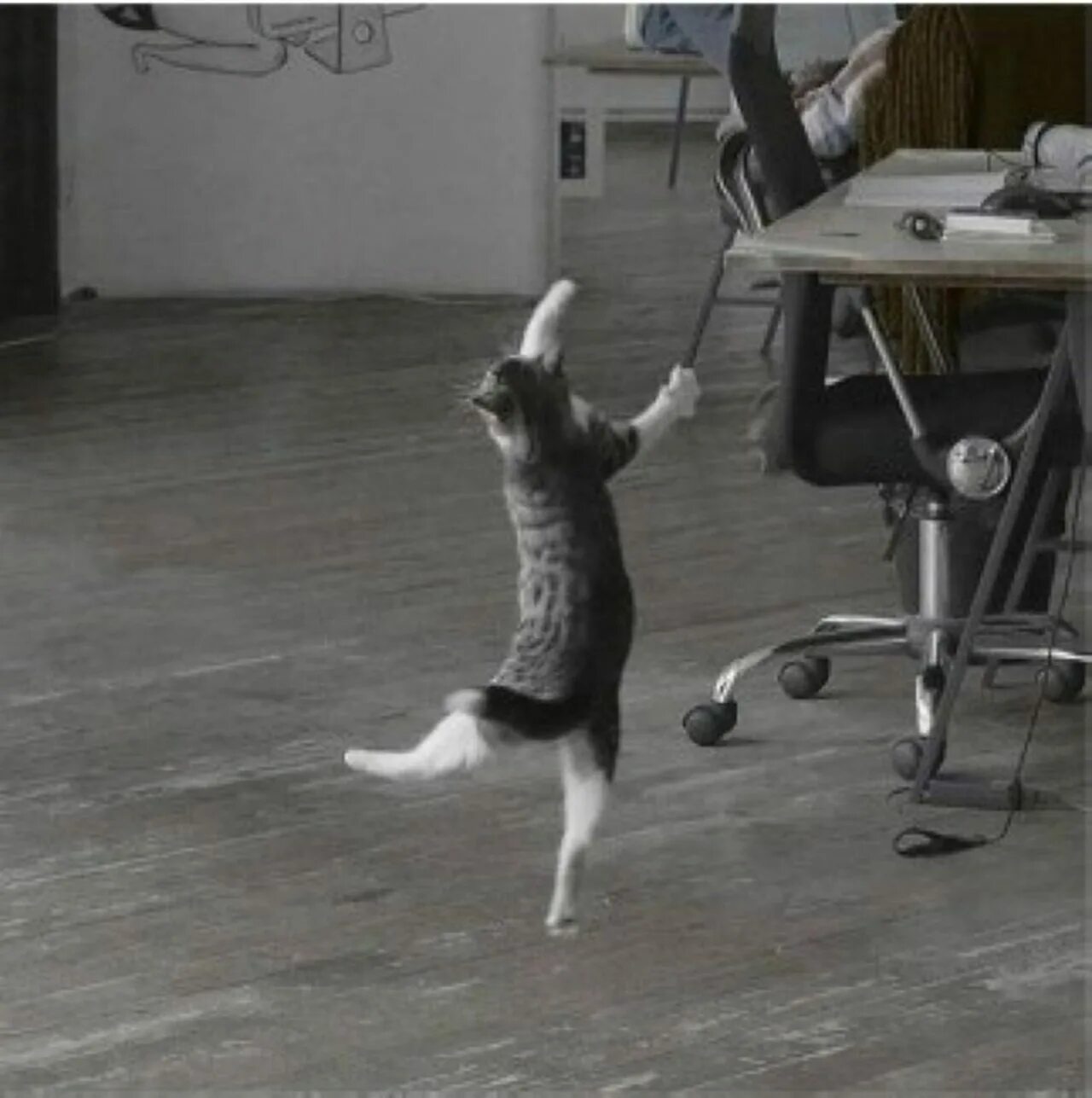 Где котики танцуют. Танцующие котики. Танцующая кошка. Кот танцует. Танцы с котами.