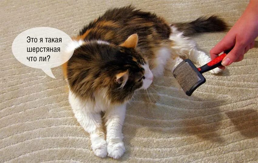 Когда у кошек начинается линька. Кот линяет. линька кота. почему кот сильно линяет. пушистый кот линяет.