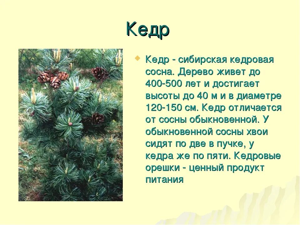 Необычные факты про сосновую древесину