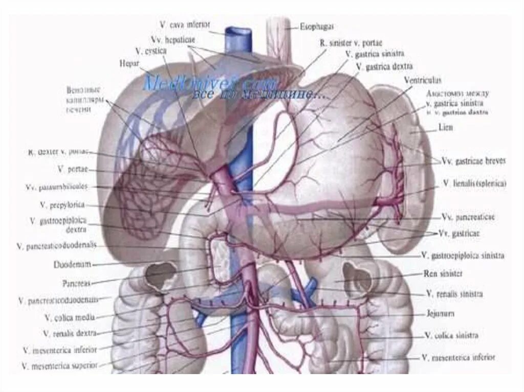 Правая желудочная вена. Селезеночная артерия анатомия. Селезеночная Вена ветвь. Чревный ствол анатомия.