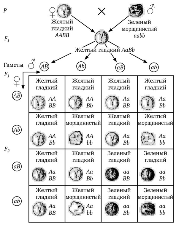 Дигибридное скрещивание таблица. Схема дигибридного скрещивания гороха. Дигибридное скрещивание схема. Схема наследования при дигибридном скрещивании. Схема дигибридного скрещивания.