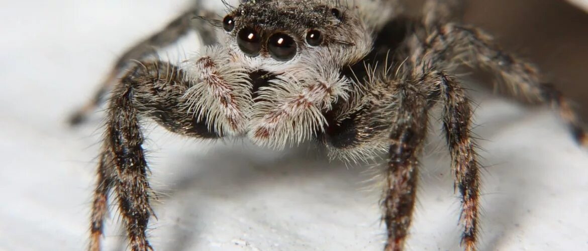 Домашние пауки купить. Паук Южнорусский Тарантул. Мизгирь паук домашний черный. Platycryptus undatus. Американский паук.
