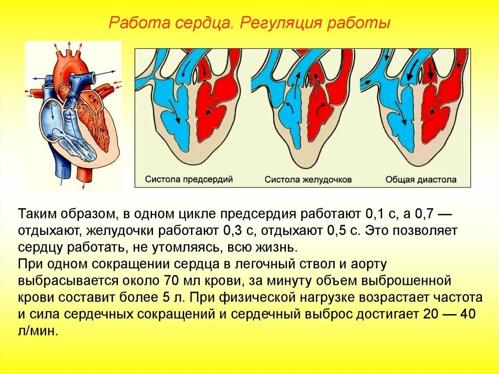 Систола предсердий систола желудочков и диастола. Сердечный цикл систола предсердий систола желудочков диастола. Систола желудочков фаза напряжения перемещение крови. При сокращении желудочков створчатые и полулунные клапаны. Во время систолы предсердий полулунные клапаны открыты