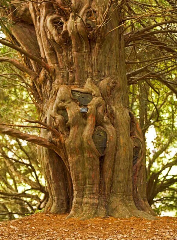 It is old tree