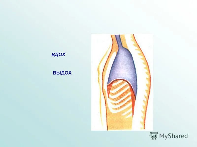 внутриплевральное давление на вдохе и выдохе. давление в полости легких при вдохе и выдохе. грудная полость вдох выдох. грудная полость вдох выдох. давление в грудной полости при вдохе.