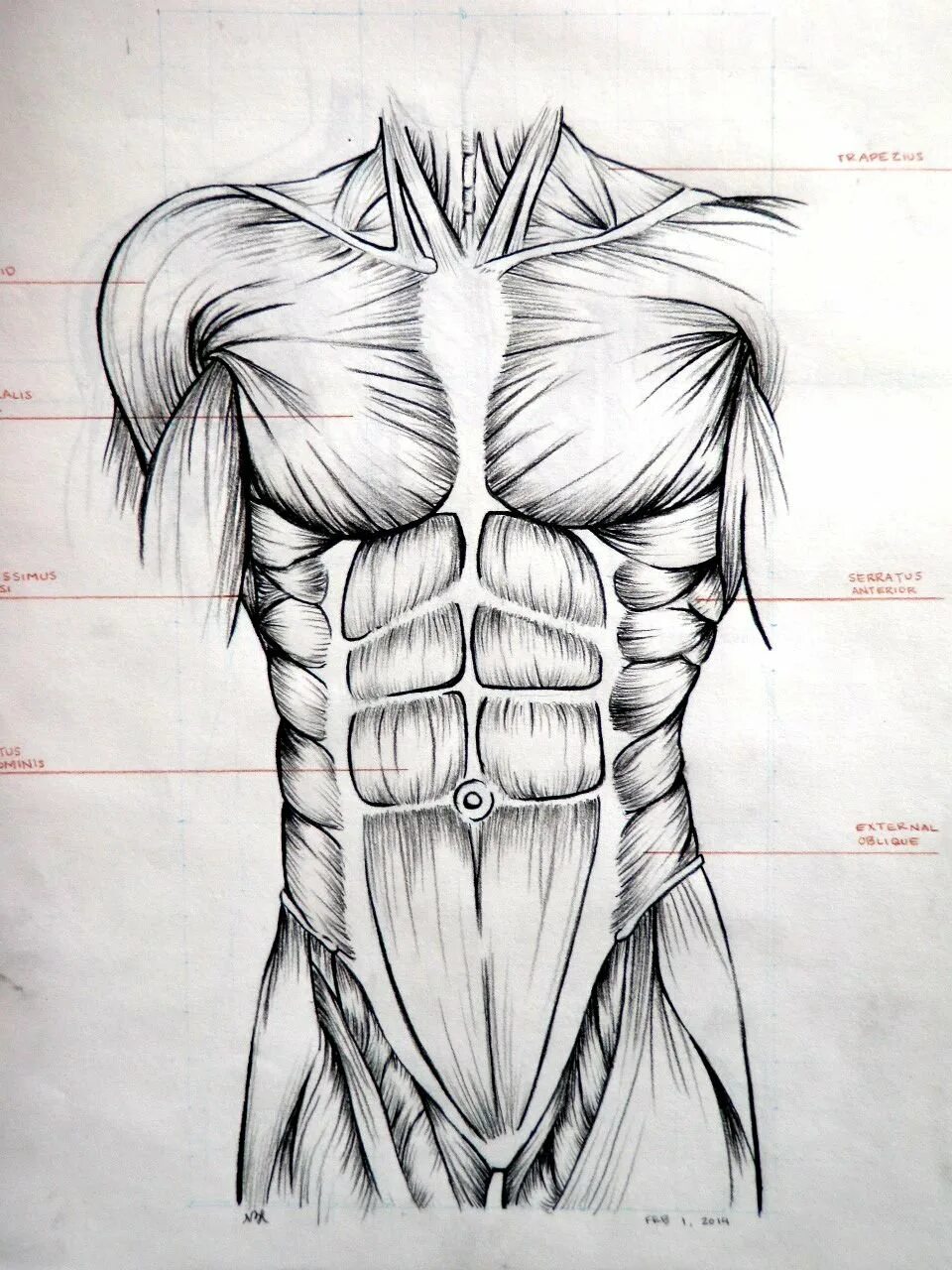 Туловище. Anatomy мышцы туловища. Мышцы торса человека анатомия. Мышцы карандашом. Мускулы карандашом.