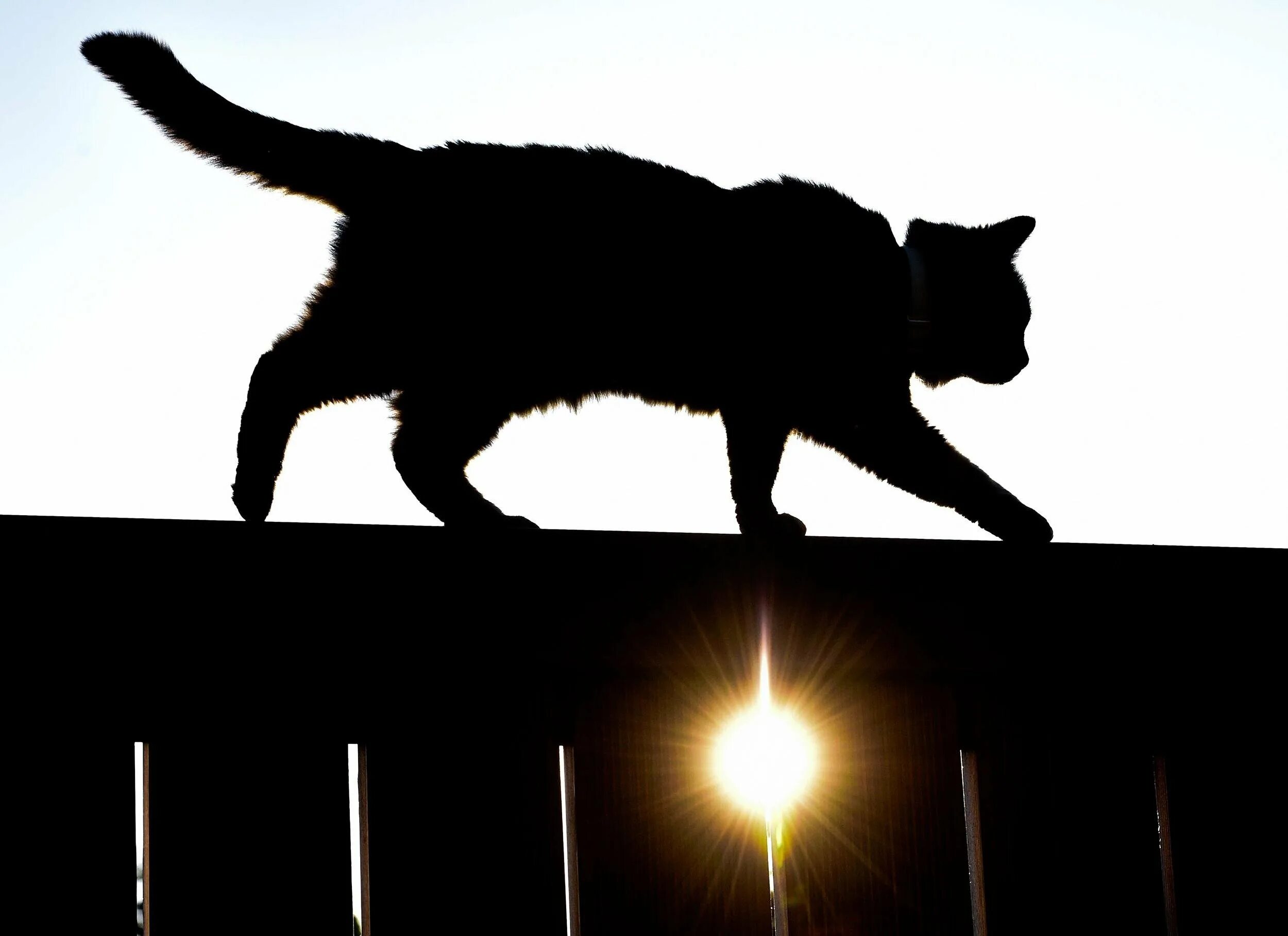 Кот гуляет ночью. Черный кот на заборе. кот на заборе. силуэт кота. кот идет.