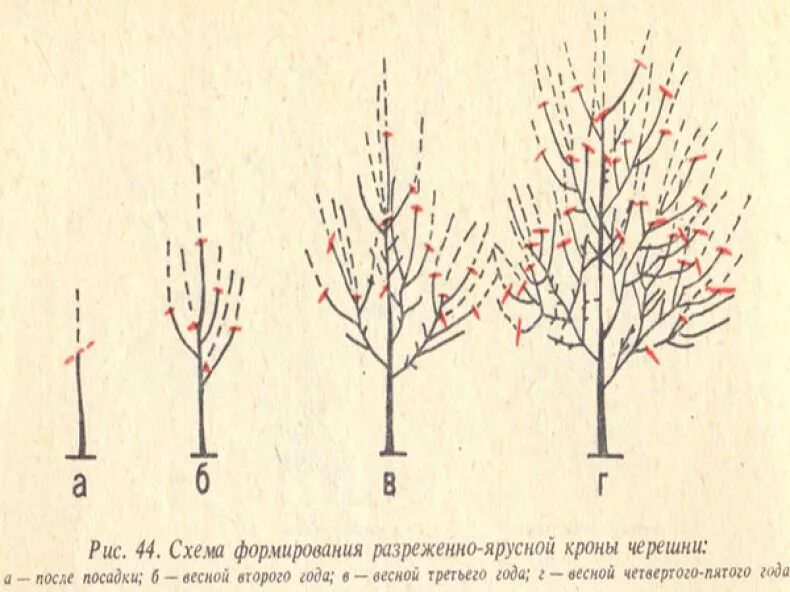 Вишня после посадки. Обрезка черешни схема для начинающих. Схема обрезки колоновидной черешни. Формировка кроны черешни. Подрезка черешни весной схема.