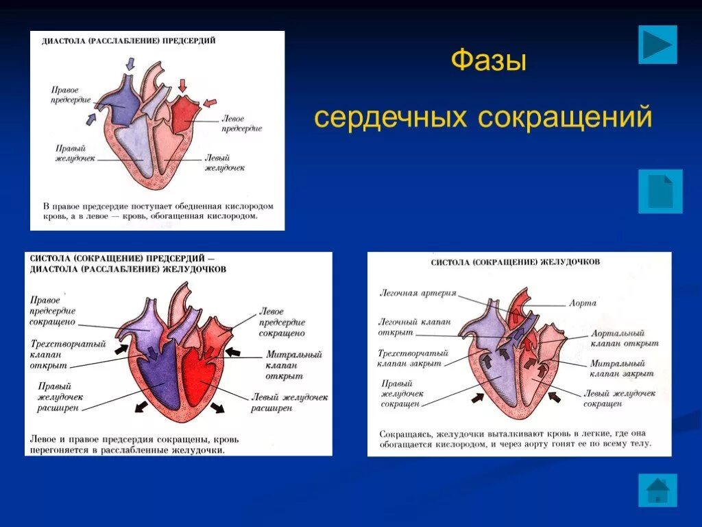 Диастола предсердий и желудочков. Диастола желудочков сердца. Фазы сердечных сокращений. Фазы диастолы сердца. Расслабление предсердий и желудочков