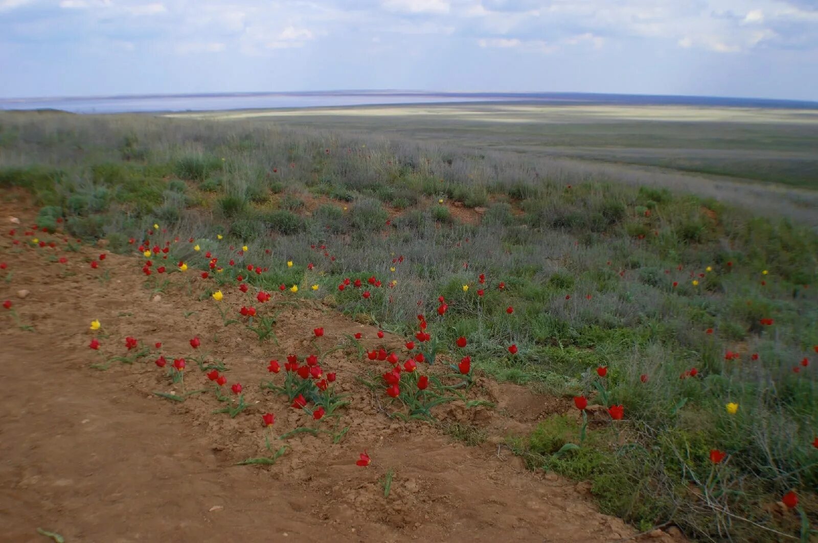 Калмыкия достопримечательности горы. Калмыкия жители. Этническая карта калмыкии. Калмыкия и астраханская область. Долина лотосов в дельте волги.