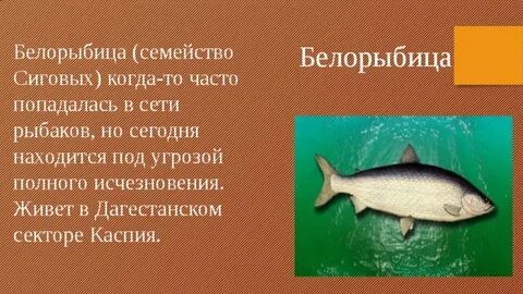 Нельма краснокнижная