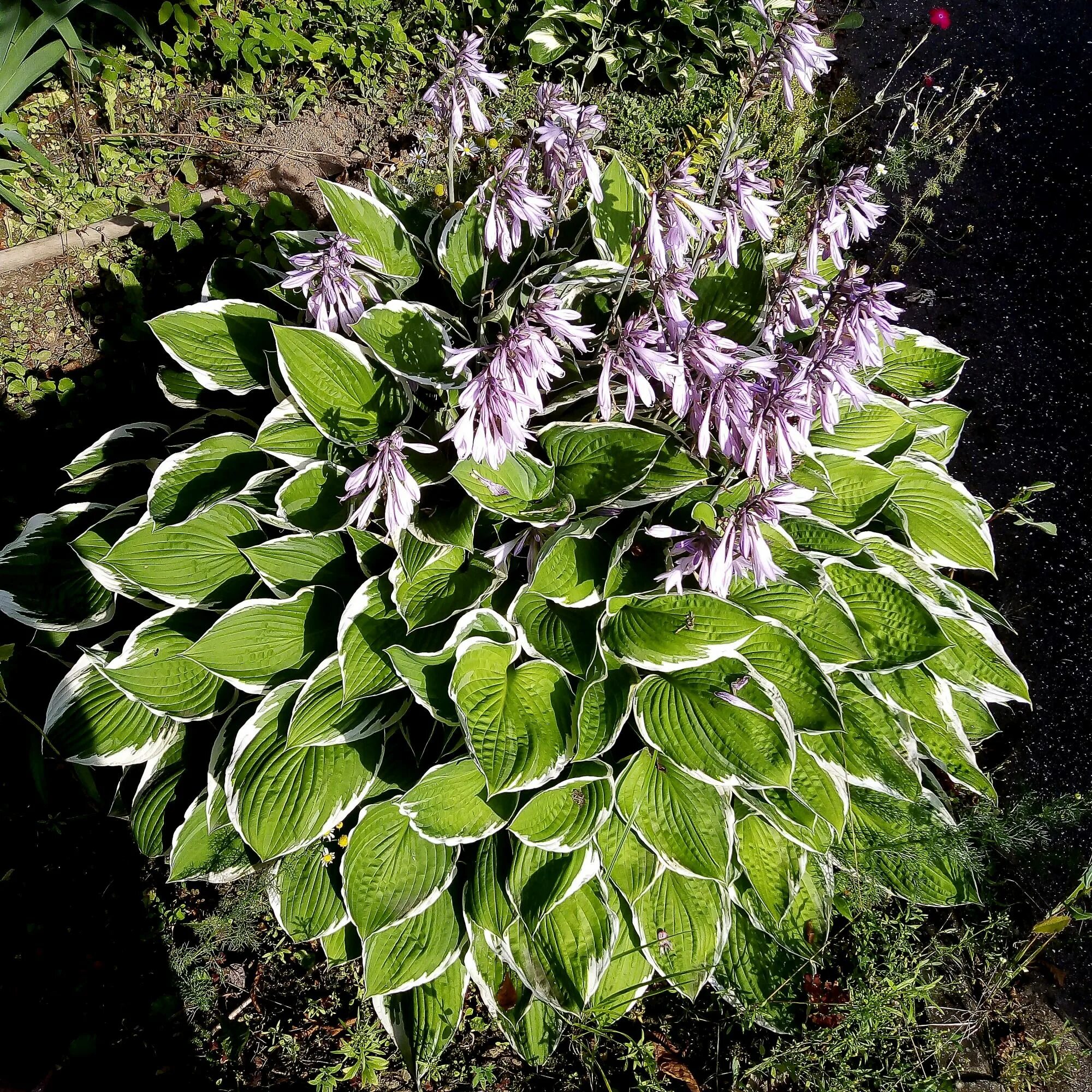 Хоста жизнь. Хоста «антиох» - hosta «antioch». hosta antioch хоста. хоста гибридная антиох. хоста гибридная antioch.
