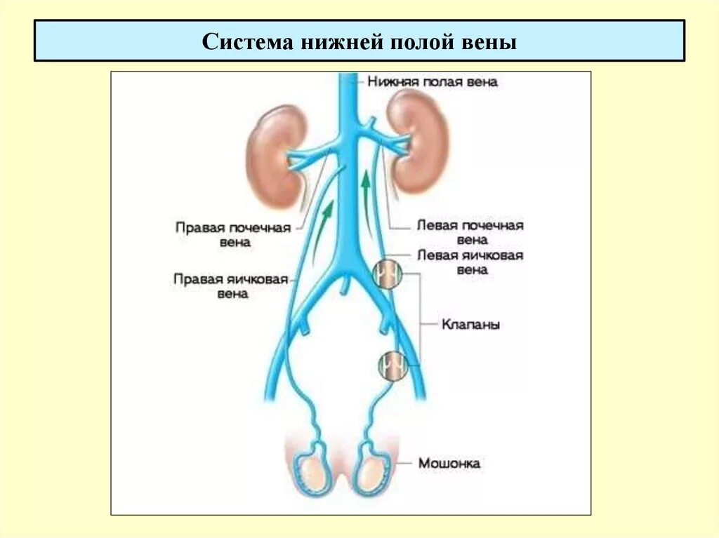 Система верхней и нижней полой вены схема. Нижняя полая Вена система. Система нижней полой вены схема. Тромбоз вен таза