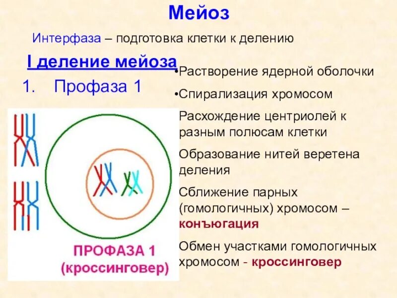 Какие процессы происходят в интерфазе митоза. Какие процессы происходят в интерфазе митоза