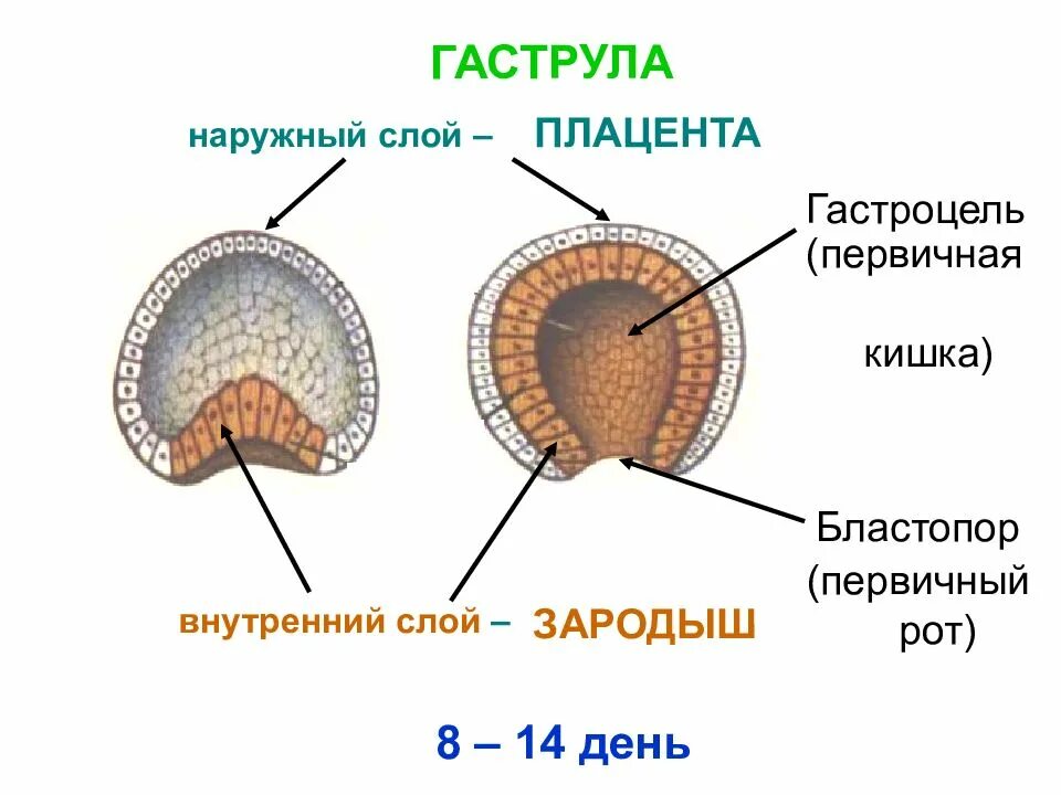 Образуется гастральная полость. Бластула бластопор. Бластула гаструла. Зигота гаструла. Бластула гаструла бластопор.