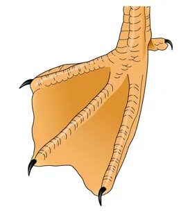 Webbed foot