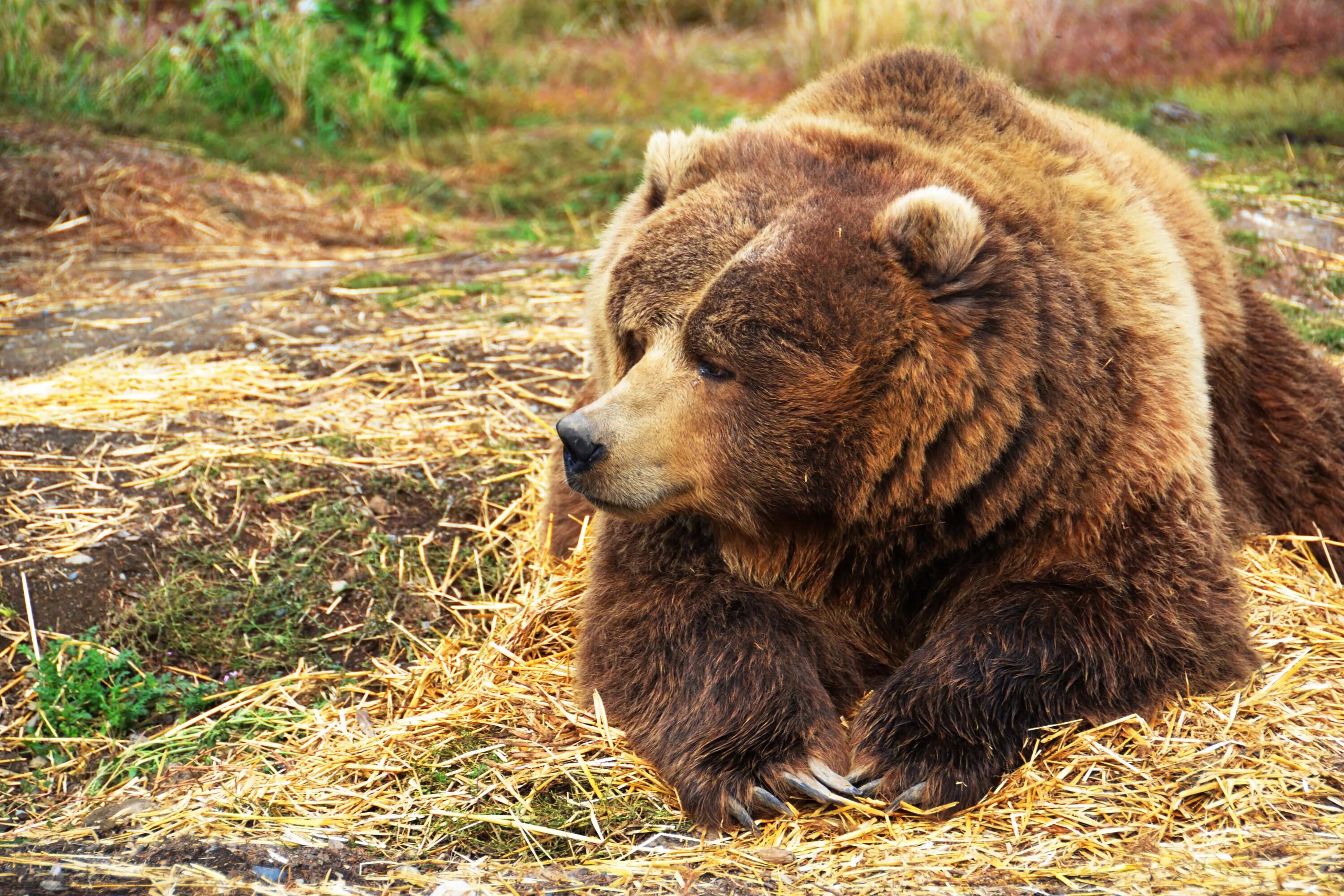 Картинка медведь. Бурый медведь (Ursus arctos). Бурый медведь – Ursus arctos l.. Кавказский бурый медведь. Тяньшанский бурый медведь.