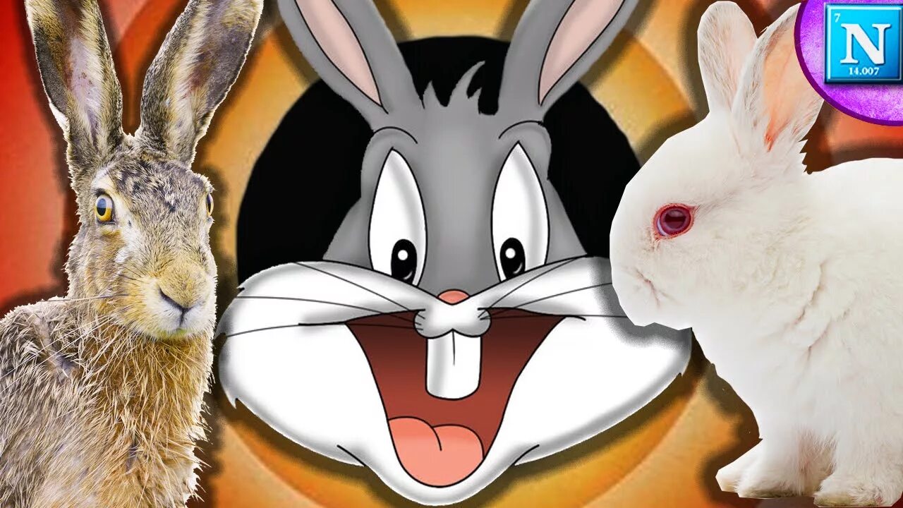 Кролик против. Заяц против кролика. Hare vs Rabbit vs Bunny. Против зайчика