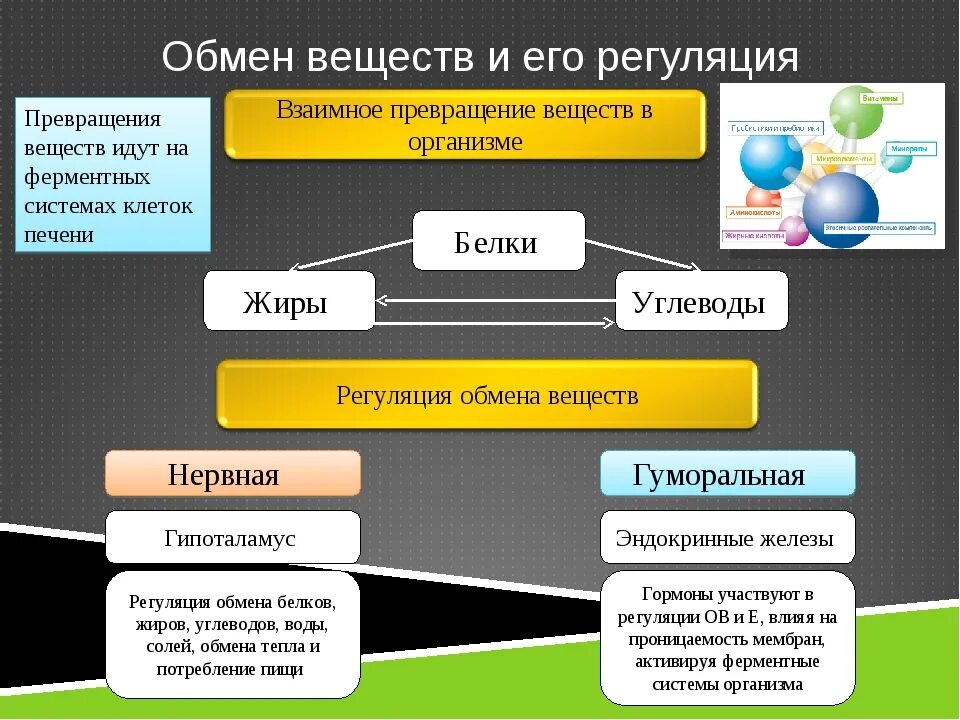 Какие функции белков жиров и углеводов. Регуляция обменных процессов в организме. Регуляция обмена веществ схема. Регуляция обмена белков. Регулирует процессы обмена веществ.