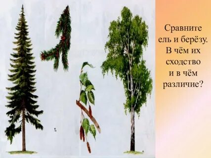 Елка береза