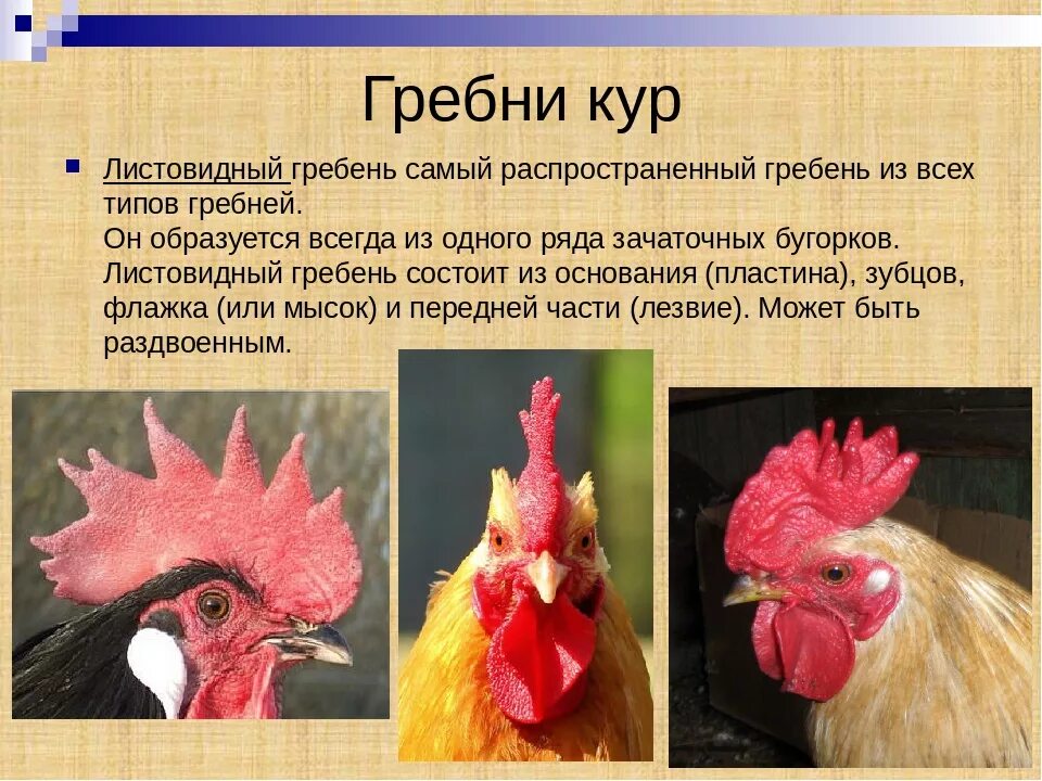 Как различить курочек от петушков
