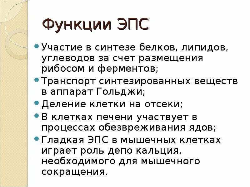 Эпс участвует в синтезе белков