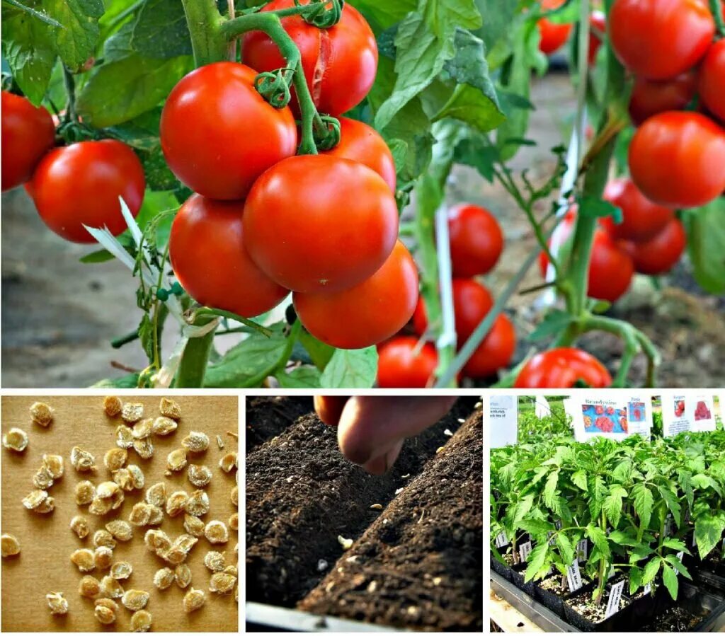 Выращивание томатов из семян в домашних. Помидоры в огороде. Рассада помидор. Семена помидор на рассаду. Семена томатов на рассаду +посев.