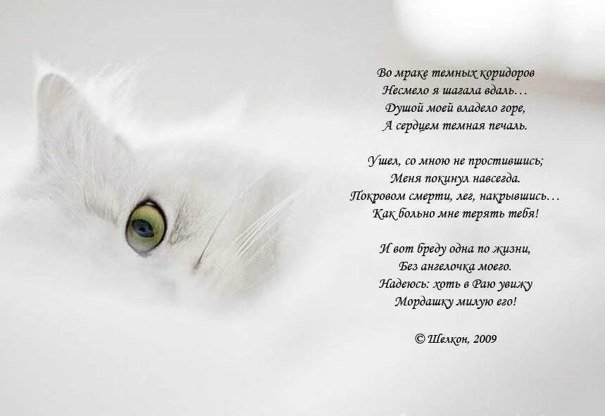Песня милее тебя белее тебя