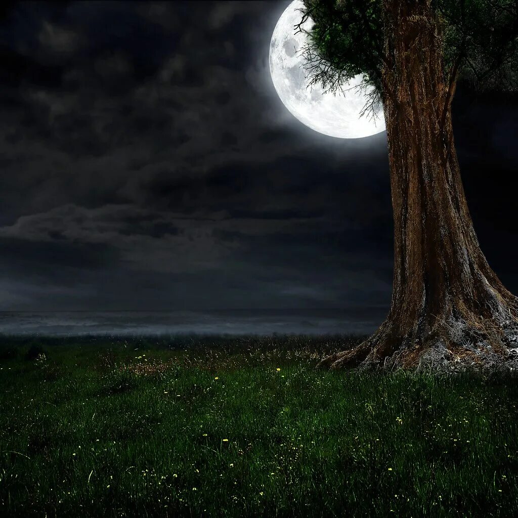 Дерево освещенное луной. Дерево ночью. Мистический фон. Луна и дерево. Ночное дерево.