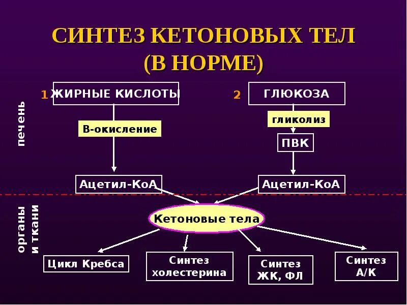 Синтез адрес. Синтез кетоновых тел при сахарном диабете. Механизм образования кетоновых тел при диабете. Синтез холестерина и кетоновых тел. Синтез и образование кетоновых тел.