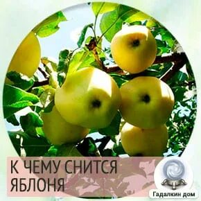 Яблоня во сне
