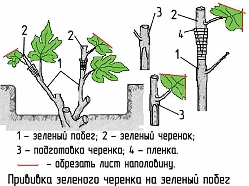 Как сажать черенки винограда весной. Размножение виноградной лозы отводками. Размножение винограда отводками весной. Черенковать девичий виноград. Размножение винограда отводкой.